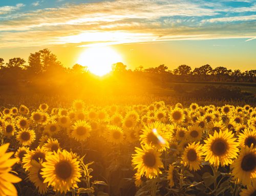 Maintaining Wellbeing in the Summer